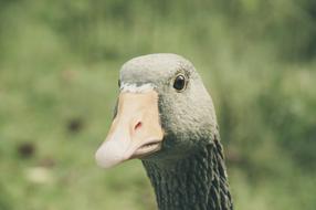 Greylag Goose, head close up on a blurred background