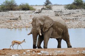 Africa Namibia Etosha National