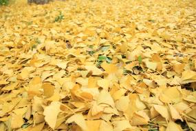 Golden Yellow Defoliation Autumn