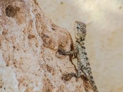 Beautiful, cute and colorful Stellagama Stellio Cypriaca lizard on the rock on Cyprus, Greece