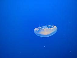 Jellyfish Ocean Marine