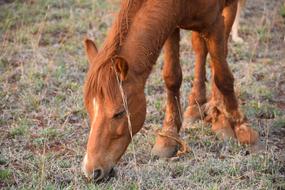 brown horse in the pasture close up