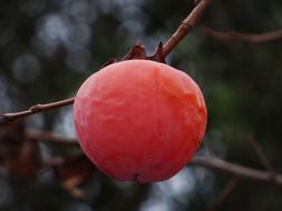 Rosewood Mature Fruit