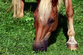 Horse Head green grass