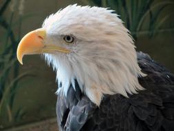 Bird Black white eagle