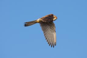 Bird Raptor Falcon in the blue sky