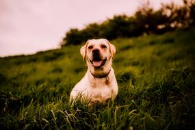 Dog sits on grass at dusk