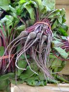 long vegetable roots