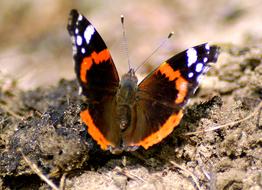 Admiral Butterfly Wing red