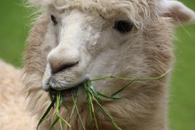 llama chews green grass