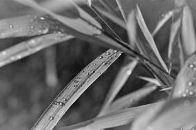 Black And White Plant Leaf