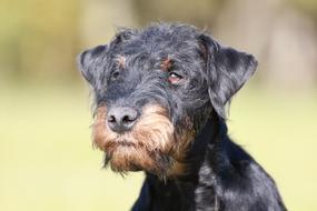 charming Terrier Dog