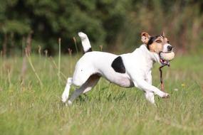 Cute, colorful and beautiful Terrier dog, playing with the ball, among the colorful plants