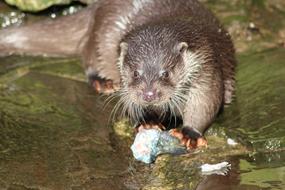 Otter in Water rodent