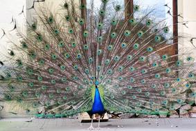 Peacock wheel, Bird with wide open Tail feathers
