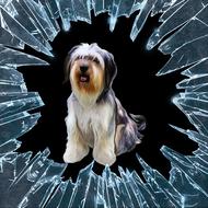 dog puppy broken glass