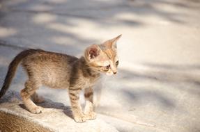 charming Baby Kitten road