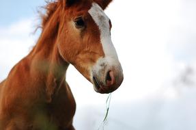 Horse Eating grass, low angle view