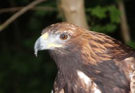 Portrait of the beautiful and cute Golden Eagle with brown eyes, among the colorful plants