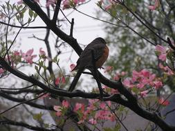 Bird Robin at Wildlife