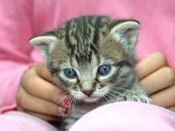 Puppy Kitten blue eyes