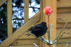 Blackbird Fir Tree