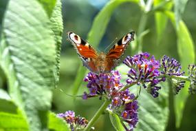 Butterfly Wings orange on a flower on a blurred background