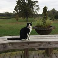 cute black Cat on wood table