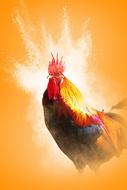 Rooster Bird orange background