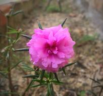 Portulaca Grandiflora Interest At