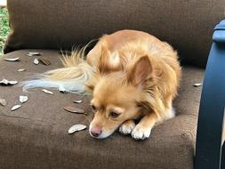 charmingly cute Dog Brown Sad