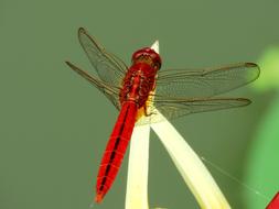 Red Dragonfly rests at blurred green background