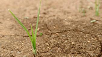 Green Sand Grass