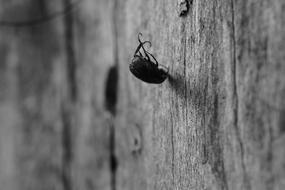 spider on a wooden surface in black and white background