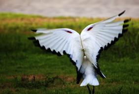 photo of wild bird wings