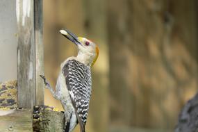 charmingly cute Bird Wildlife Colorful