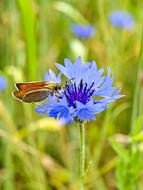 Skipper Butterfly on a flower on a blurred background