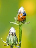 ladybug on a closed dandelion seed head