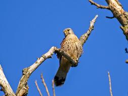 Beautiful and colorful Kestrel on the branch of the tree, under the beautiful, blue sky