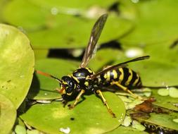 yellow Wasp Insect nature