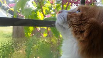 Beautiful and cute, orange and white cat, looking on the colorful plants through the window