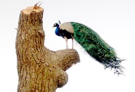 cute charming Worlds Colorful Bird