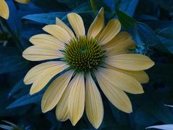 Coneflower Shining