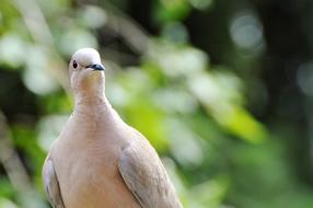 Dove Collared Bird City