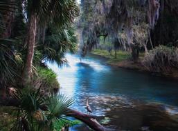 Palms Florida Spring