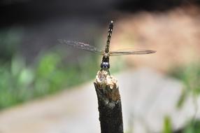 photo of a dragonfly on a broken branch