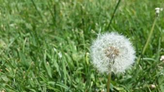 white dandelion on the grass in a blurred background
