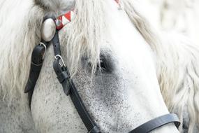 black bridle on white Horse head