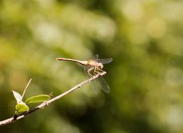 Close-up of the colorful and beautiful dragonfly, on the plant, with green leaves, at blurred background