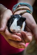 Hands Guinea Pig